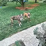 Plant, Dog, Dog breed, Carnivore, Grass, Fawn, Tree, Companion dog, Groundcover, Collar, Tail, Lawn, Shrub, Canidae, Garden, Landscaping, Landscape, Working Animal