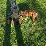 Dog, Plant, Dog breed, Carnivore, Grass, Fawn, Companion dog, Groundcover, Tail, People In Nature, Lawn, Grassland, Canidae, Pasture, Shadow, Garden, Leash, Shrub, Landscape