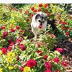 Flower, Plant, Dog, Petal, Leaf, Carnivore, Grass, Shrub, Groundcover, Companion dog, Dog breed, Flowering Plant, Meadow, Annual Plant, Rose Family, Herbaceous Plant, Garden, People In Nature, Art, Magenta