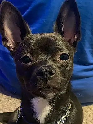 Firstname Chihuahua Dog Pepper