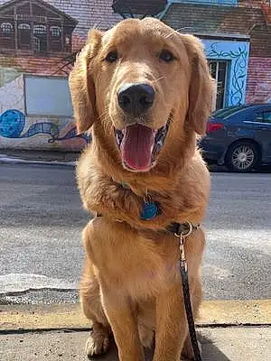 Name Golden Retriever Dog Felix