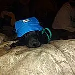 Dog, Comfort, Dog breed, Carnivore, Grey, Fawn, Companion dog, Tints And Shades, Snout, Grass, Linens, Electric Blue, Hat, Personal Protective Equipment, Darkness, Canidae, Room, Furry friends