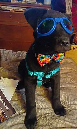Name Labrador Retriever Dog Ringo