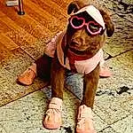 Glasses, Shoe, Dog, Goggles, Sunglasses, Vision Care, Eyewear, Carnivore, Dog breed, Happy, Wood, Cool, Fawn, Thigh, Companion dog, Shorts, Hat, Snout, Sportswear, T-shirt
