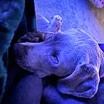 Purple, Blue, Violet, Plant, Electric Blue, Snout, Wrinkle, Magenta, Dog breed, Darkness, Terrestrial Animal, Marine Biology, Night, Petal, Recreation, Public Event