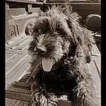 Dog, Water Dog, Carnivore, Dog breed, Black-and-white, Style, Companion dog, Toy Dog, Tints And Shades, Monochrome, Black & White, Terrier, Rectangle, Small Terrier, Liver, Furry friends, Yorkipoo, Canidae, Still Life Photography