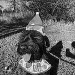 Dog, Dog breed, Carnivore, Black-and-white, Water Dog, Grass, Style, Plant, Companion dog, Working Animal, Toy Dog, Snout, Monochrome, Black & White, Small Terrier, Terrier, Canidae, Furry friends, Soil