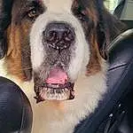 Dog, Dog breed, Carnivore, Fawn, Companion dog, Collar, Whiskers, Snout, Plant, Giant Dog Breed, Dog Collar, Working Animal, Furry friends, Paw, Canidae, Working Dog, Windshield, Fang, Photography