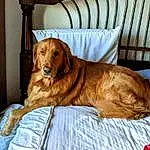 Dog, Carnivore, Dog breed, Liver, Comfort, Wood, Companion dog, Fawn, Chair, Hardwood, Working Animal, Gun Dog, Furry friends, Varnish, Couch, Room, Whiskers, Canidae