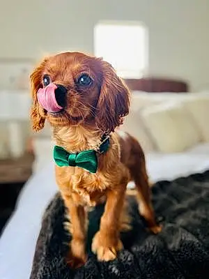Cavalier King Charles Spaniel Dog Archie