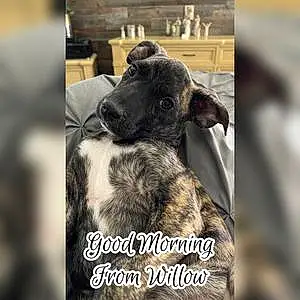 Firstname Pitt Bull Terrier Dog Willow