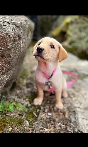 Name Labrador Retriever Dog Mazikeen