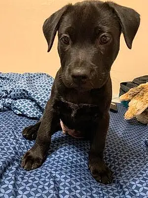 Name Labrador Retriever Dog Felix