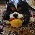 Dog, Dog breed, Carnivore, Cavalier King Charles Spaniel, Companion dog, Toy Dog, Liver, Snout, Spaniel, Working Animal, King Charles Spaniel, Furry friends, Grass, Dog Supply, Canidae, Terrestrial Animal, Working Dog, Puppy, Non-sporting Group