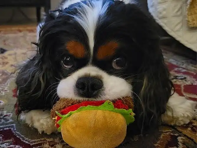 Dog, Dog breed, Carnivore, Cavalier King Charles Spaniel, Companion dog, Toy Dog, Liver, Snout, Spaniel, Working Animal, King Charles Spaniel, Furry friends, Grass, Dog Supply, Canidae, Terrestrial Animal, Working Dog, Puppy, Non-sporting Group