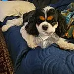 Dog, Carnivore, Dog breed, King Charles Spaniel, Cavalier King Charles Spaniel, Comfort, Companion dog, Spaniel, Toy Dog, Snout, Furry friends, Working Animal, Canidae, Terrestrial Animal, Hardwood, Wood, Couch, Pattern, Puppy