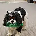 Dog, Dog breed, Carnivore, Working Animal, Companion dog, Cavalier King Charles Spaniel, Collar, Toy Dog, Dog Supply, Snout, Tail, Spaniel, Dog Collar, Grass, Furry friends, Terrestrial Animal, Working Dog, Canidae, Liver