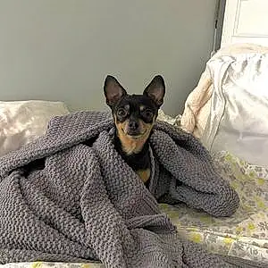 Name Chihuahua Dog Mookie