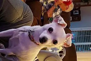 Chihuahua Dog Chloe