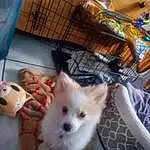 Felidae, Carnivore, Whiskers, Small To Medium-sized Cats, Fawn, Companion dog, Dog breed, Spitz, Tail, Toy Dog, Samoyed, German Spitz, Furry friends, Toy, Canidae, Japanese Spitz, Room