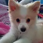 Dog, Carnivore, Dog breed, Fawn, Whiskers, Companion dog, Snout, Ear, Samoyed, Furry friends, Working Animal, Japanese Spitz, Volpino Italiano, American Eskimo Dog, Toy Dog, Non-sporting Group