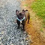Dog, Bulldog, Carnivore, Dog breed, Companion dog, Fawn, Grass, Snout, Road Surface, Whiskers, Working Animal, Toy Dog, French Bulldog, Canidae, Boston Terrier, Soil, Electric Blue, Molosser, Terrestrial Animal