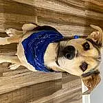 Dog, Carnivore, Dog breed, Wood, Dog Clothes, Fawn, Companion dog, Dog Supply, Working Animal, Sunglasses, Snout, Electric Blue, Furry friends, Hardwood, Canidae, Selfie, Non-sporting Group