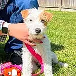 Dog, Watch, Dog breed, Carnivore, Grass, Wire Hair Fox Terrier, Companion dog, Fence, Lawn, Dog Supply, Terrier, Canidae, Event, Dog Clothes, Leash, Small Terrier, Toy Dog, Home Fencing, Dog Collar
