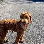 Dog, Water Dog, Dog breed, Carnivore, Road Surface, Asphalt, Companion dog, Dog Collar, Leash, Snout, Airedale Terrier, Poodle, Welsh Terrier, Terrier, Canidae, Liver, Furry friends, Tar, Collar