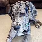 Dog, Dog breed, Carnivore, Companion dog, Fawn, Working Animal, Snout, Canidae, Dog Collar, Terrestrial Animal, Working Dog, Great Dane, Collar, Non-sporting Group, Sleeper Chair, Hunting Dog