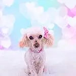 Dog, Snow, Dog breed, Carnivore, Dog Clothes, Pink, Sunglasses, Fawn, Companion dog, Toy Dog, Dog Supply, Snout, Magenta, Winter, Water Dog, Canidae, Terrier, Poodle, Freezing