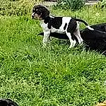 Plant, Dog, Green, Grass, Carnivore, Dog breed, Grassland, Groundcover, Companion dog, People In Nature, Meadow, Lawn, Working Animal, Terrestrial Animal, Shrub, Tail, Pasture, Gun Dog, Field
