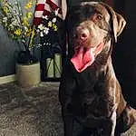 Dog, Dog breed, Flowerpot, Carnivore, Flag, Collar, Liver, Plant, Fawn, Flag Of The United States, Companion dog, Dog Collar, Working Animal, Snout, Whiskers, Leash, Pointing Breed, Furry friends, Retriever