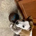 Dog, Ball, Carnivore, Football, Dog breed, Wood, Fawn, Whiskers, Companion dog, Felidae, Collar, Hardwood, Small To Medium-sized Cats, Paw, Canidae, Pet Supply, Sports Toy, Furry friends