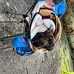 Dog, Plant, Working Animal, Carnivore, Tree, Grass, Dog breed, Fawn, Leisure, Companion dog, Recreation, Electric Blue, Leash, Trunk, Wood, Adventure, Bag, Soil, Canidae