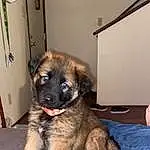 Dog, Carnivore, Fawn, Companion dog, Dog breed, Working Animal, Door, Canidae, Liver, Furry friends, Estrela Mountain Dog, Leonberger, Puppy, Terrestrial Animal, Non-sporting Group, Working Dog