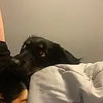Dog, Ear, Comfort, Gesture, Carnivore, Dog breed, Companion dog, Black Hair, Long Hair, Working Animal, Happy, Furry friends, Whiskers, Guard Dog, Canidae, Fun, Room, Linens, Blanket