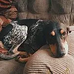 Dog, Comfort, Carnivore, Grey, Fawn, Companion dog, Dog breed, Working Animal, Snout, Toy Dog, Dog Supply, Sitting, Calabaza, Furry friends, Canidae, Beer, Studio Couch, Pinscher