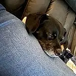 Dog, Comfort, Carnivore, Companion dog, Dog breed, Working Animal, Car Seat, Collar, Couch, Furry friends, Guard Dog, Whiskers, Canidae, Nap, Non-sporting Group, Head Restraint