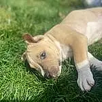 Dog, Carnivore, Dog breed, Grass, Companion dog, Fawn, Whiskers, Working Animal, Terrestrial Animal, Snout, Grassland, Tail, Canidae, Plant, Pasture, Dogo Guatemalteco, Guard Dog, Non-sporting Group, Puppy
