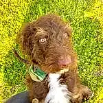 Dog, Dog breed, Carnivore, Liver, Working Animal, Companion dog, Fawn, Terrestrial Animal, Grass, Canidae, Furry friends, Dog Collar, Groundcover, Pointing Breed, Soil, Hunting Dog, Pudelpointer, Stichelhaar