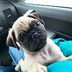 Pug, Dog, Dog breed, Blue, Carnivore, Companion dog, Fawn, Snout, Comfort, Wrinkle, Automotive Tire, Vehicle Door, Electric Blue, Toy Dog, Personal Luxury Car, Auto Part, Canidae, Family Car, Automotive Wheel System