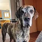 Dog, Dog breed, Carnivore, Working Animal, Fawn, Companion dog, Great Dane, Snout, Shelf, Canidae, Terrestrial Animal, Working Dog, Non-sporting Group, Cabinetry, Hunting Dog, Guard Dog, Ancient Dog Breeds