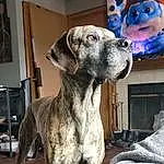Dog, Carnivore, Dog breed, Grey, Fawn, Companion dog, Snout, Picture Frame, Working Animal, Great Dane, Canidae, Collar, Terrestrial Animal, Guard Dog, Working Dog, Furry friends, Non-sporting Group, Ancient Dog Breeds