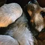 Dog, Dog breed, Carnivore, Whiskers, Fawn, Companion dog, Ear, Snout, Close-up, Furry friends, Canidae, Liver, Working Animal, Terrestrial Animal, Working Dog, Toy Dog, Puppy, Terrier