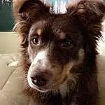 Dog, Carnivore, Dog breed, Whiskers, Companion dog, Herding Dog, Border Collie, Snout, Australian Collie, Canidae, Furry friends, Collie, Working Animal, Working Dog, Terrestrial Animal, Puppy, Ancient Dog Breeds, Winter, Art