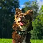 Dog, Sky, Dog breed, Carnivore, Companion dog, Whiskers, Happy, Collar, Plant, Herding Dog, Snout, Dog Collar, Yawn, Grass, Cloud, Tree, Leash, Canidae, Australian Cattle Dog