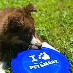 Dog, Carnivore, Grass, Ball, Soccer Ball, Snout, Recreation, Working Animal, Lawn, Dog breed, Companion dog, Liver, Electric Blue, Logo, Terrestrial Animal, Personal Protective Equipment, Rugby Ball, Dog Supply