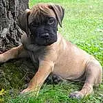 Dog, Plant, Carnivore, Dog breed, Grass, Fawn, Companion dog, Snout, Boxer, Wrinkle, Terrestrial Animal, Groundcover, Molosser, Working Animal, Canidae, Working Dog, Ancient Dog Breeds, Guard Dog, Non-sporting Group