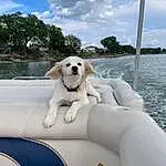Daytime, Cloud, Water, Dog, White, Sky, Blue, Tree, Carnivore, Stairs, Boat, Beauty, Lifejacket, Companion dog, Leisure, Recreation, Comfort, Fun, Winter, Fence